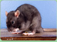 rat control Hanwell